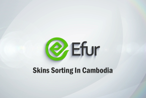 Skins Sorting In Cambodia